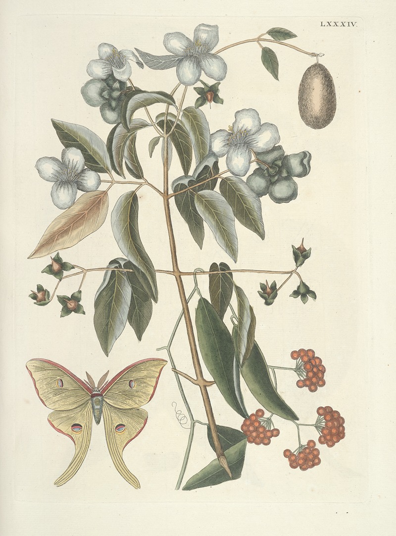 Mark Catesby - Piscium, serpentum, insectorum, aliorumque nonnullorum animalum nec non plantarum quarundam imagines Pl.084
