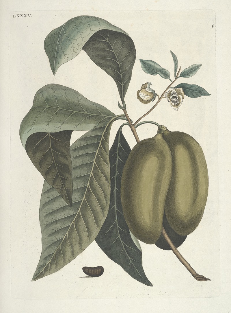 Mark Catesby - Piscium, serpentum, insectorum, aliorumque nonnullorum animalum nec non plantarum quarundam imagines Pl.085