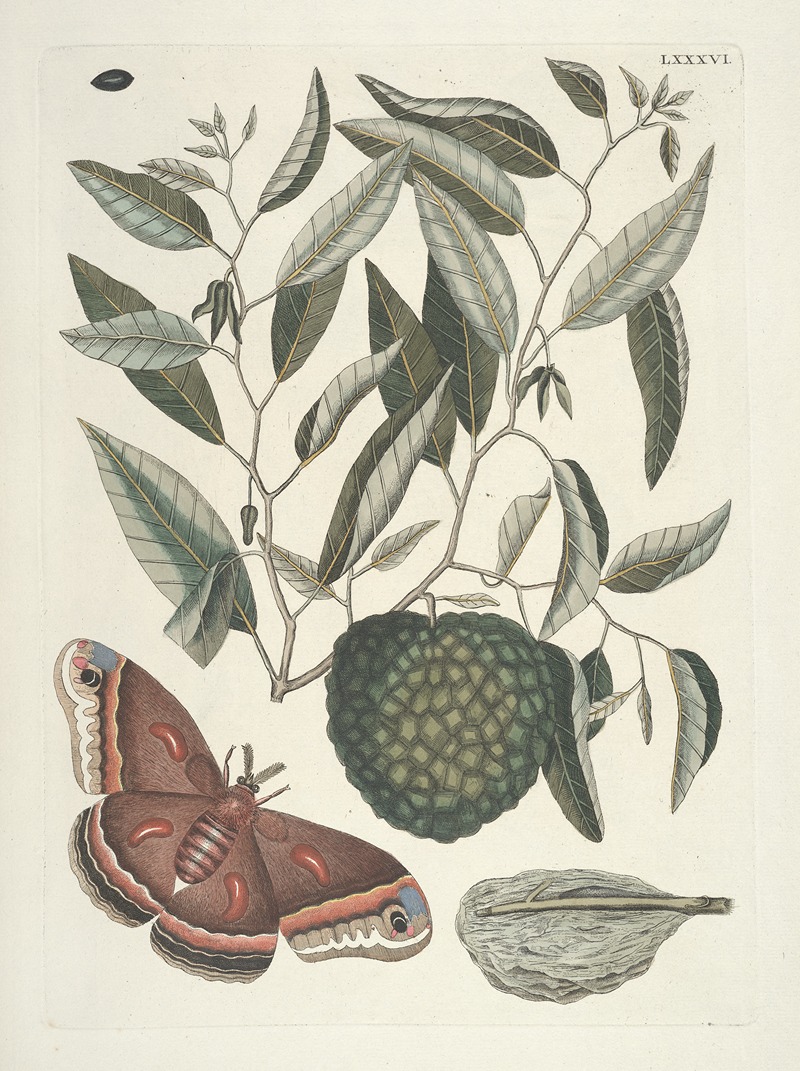 Mark Catesby - Piscium, serpentum, insectorum, aliorumque nonnullorum animalum nec non plantarum quarundam imagines Pl.086