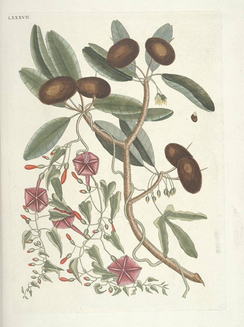 Mark Catesby - Piscium, serpentum, insectorum, aliorumque nonnullorum animalum nec non plantarum quarundam imagines Pl.087