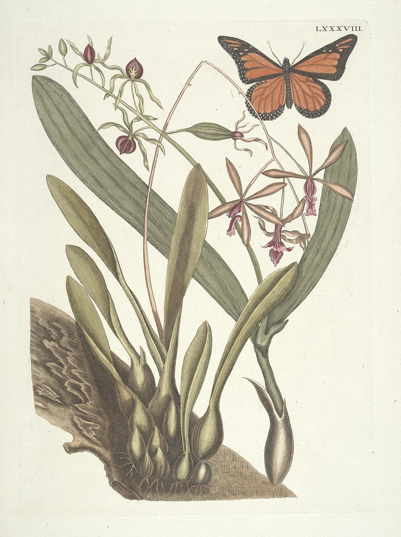 Mark Catesby - Piscium, serpentum, insectorum, aliorumque nonnullorum animalum nec non plantarum quarundam imagines Pl.088