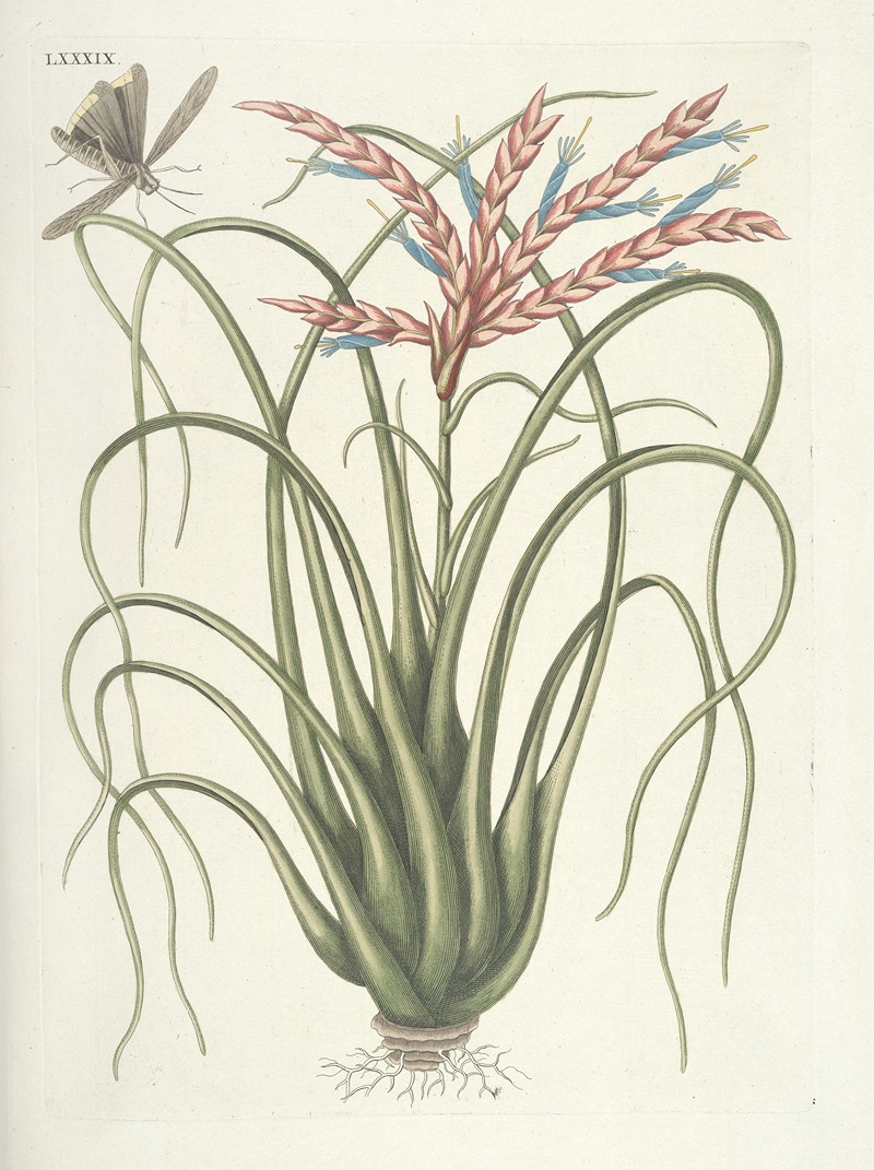 Mark Catesby - Piscium, serpentum, insectorum, aliorumque nonnullorum animalum nec non plantarum quarundam imagines Pl.089