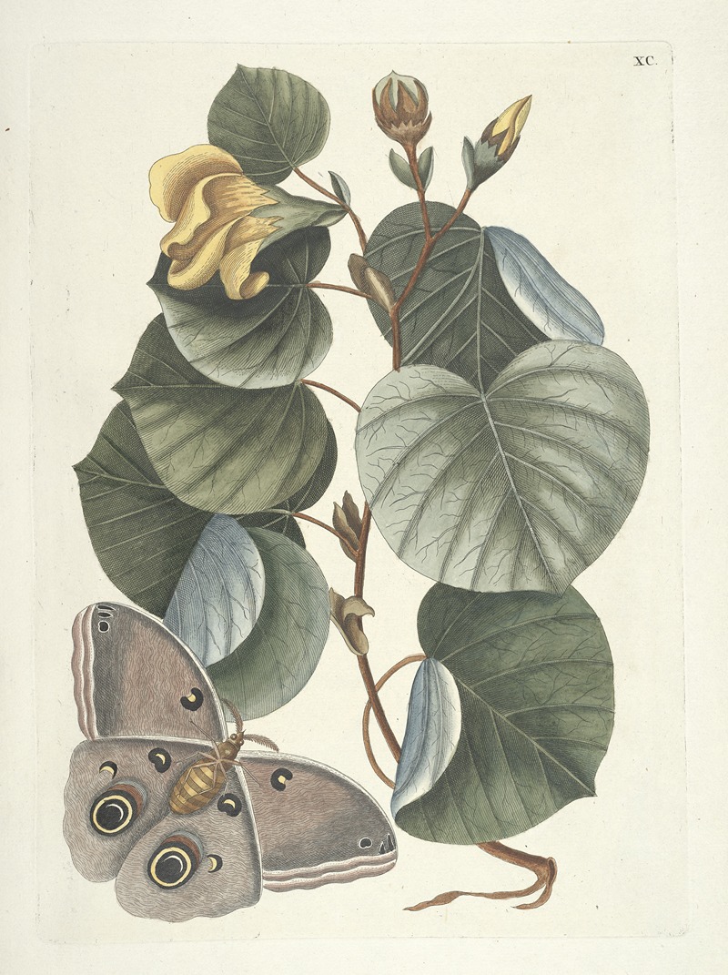 Mark Catesby - Piscium, serpentum, insectorum, aliorumque nonnullorum animalum nec non plantarum quarundam imagines Pl.090