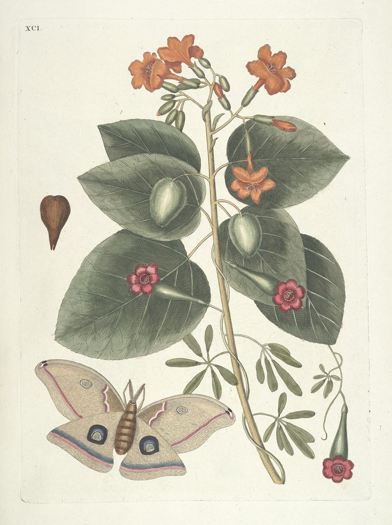 Mark Catesby - Piscium, serpentum, insectorum, aliorumque nonnullorum animalum nec non plantarum quarundam imagines Pl.091