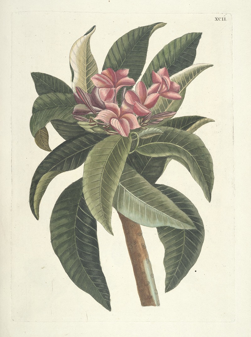 Mark Catesby - Piscium, serpentum, insectorum, aliorumque nonnullorum animalum nec non plantarum quarundam imagines Pl.092