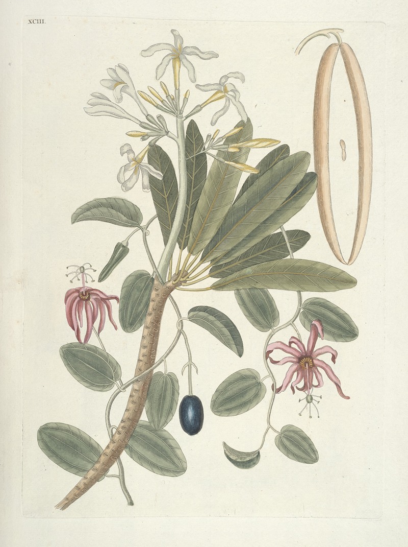 Mark Catesby - Piscium, serpentum, insectorum, aliorumque nonnullorum animalum nec non plantarum quarundam imagines Pl.093