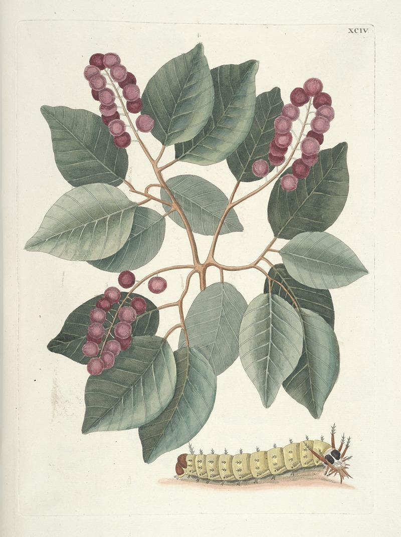 Mark Catesby - Piscium, serpentum, insectorum, aliorumque nonnullorum animalum nec non plantarum quarundam imagines Pl.094