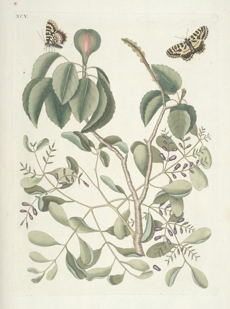Mark Catesby - Piscium, serpentum, insectorum, aliorumque nonnullorum animalum nec non plantarum quarundam imagines Pl.095
