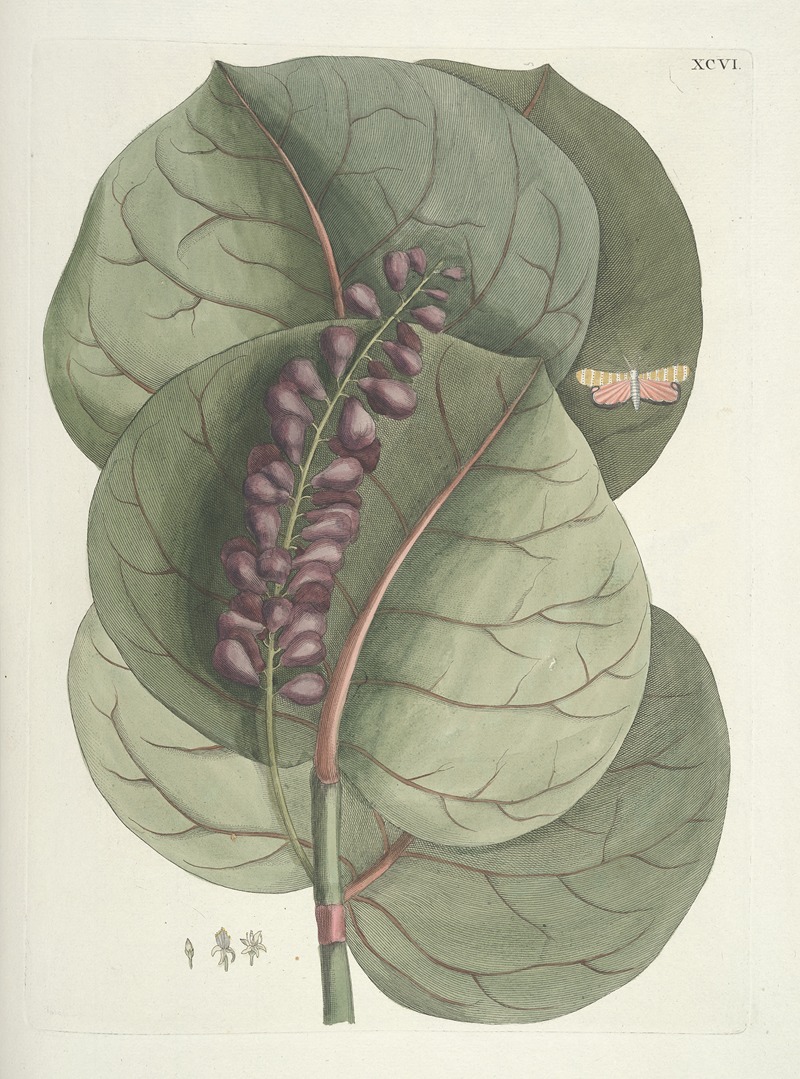 Mark Catesby - Piscium, serpentum, insectorum, aliorumque nonnullorum animalum nec non plantarum quarundam imagines Pl.096