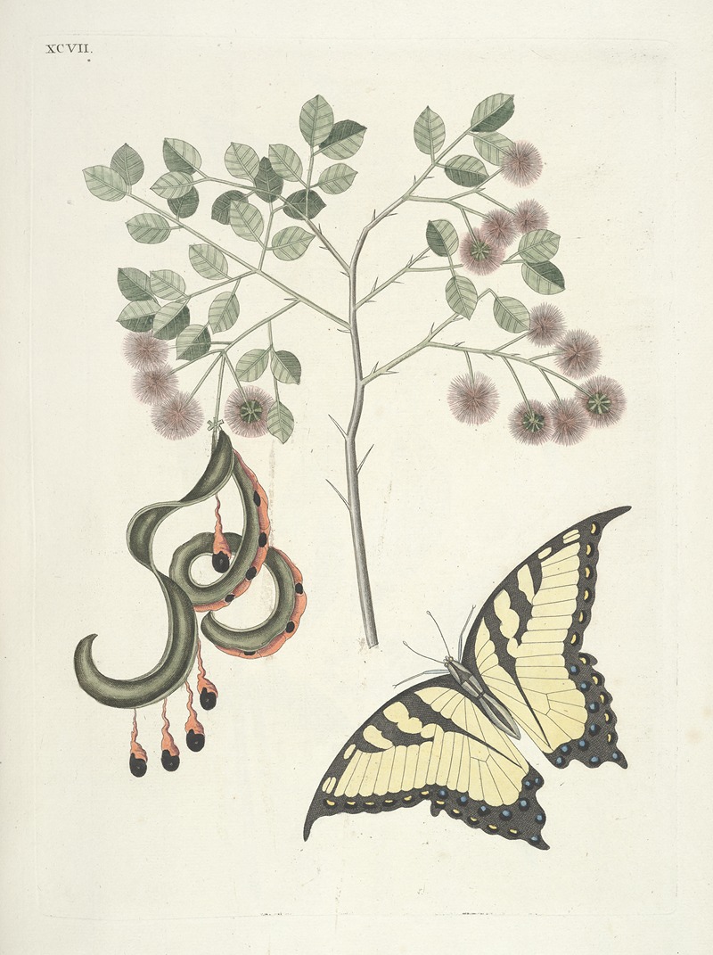 Mark Catesby - Piscium, serpentum, insectorum, aliorumque nonnullorum animalum nec non plantarum quarundam imagines Pl.097