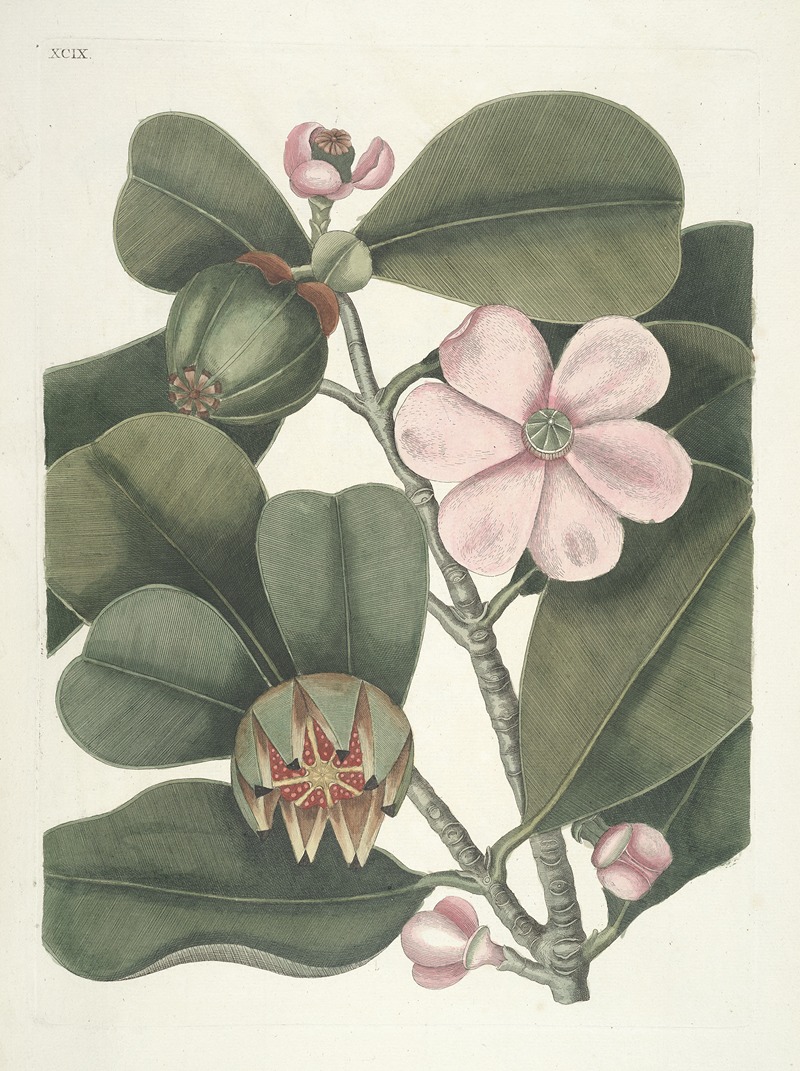 Mark Catesby - Piscium, serpentum, insectorum, aliorumque nonnullorum animalum nec non plantarum quarundam imagines Pl.099
