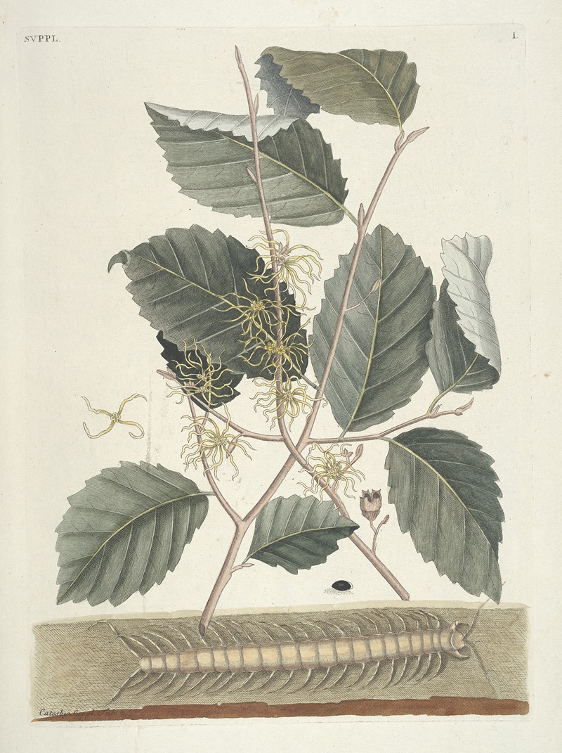 Mark Catesby - Piscium, serpentum, insectorum, aliorumque nonnullorum animalum nec non plantarum quarundam imagines Pl.101