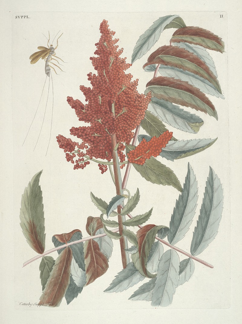 Mark Catesby - Piscium, serpentum, insectorum, aliorumque nonnullorum animalum nec non plantarum quarundam imagines Pl.102