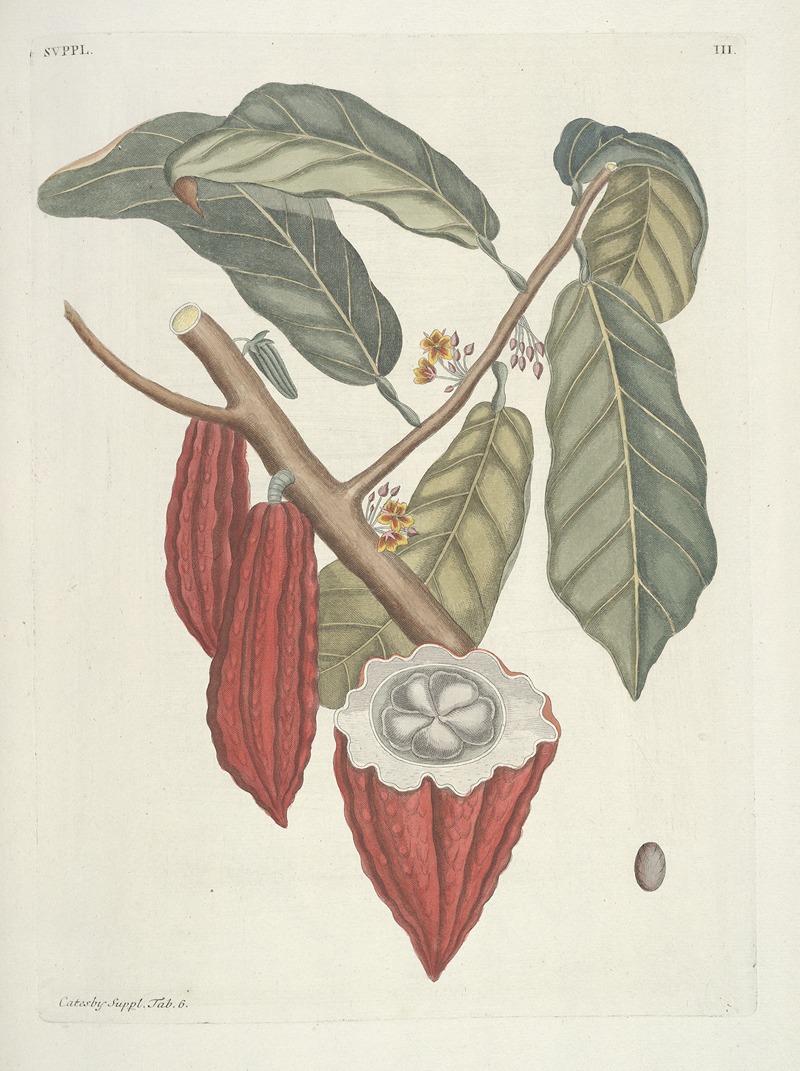 Mark Catesby - Piscium, serpentum, insectorum, aliorumque nonnullorum animalum nec non plantarum quarundam imagines Pl.103