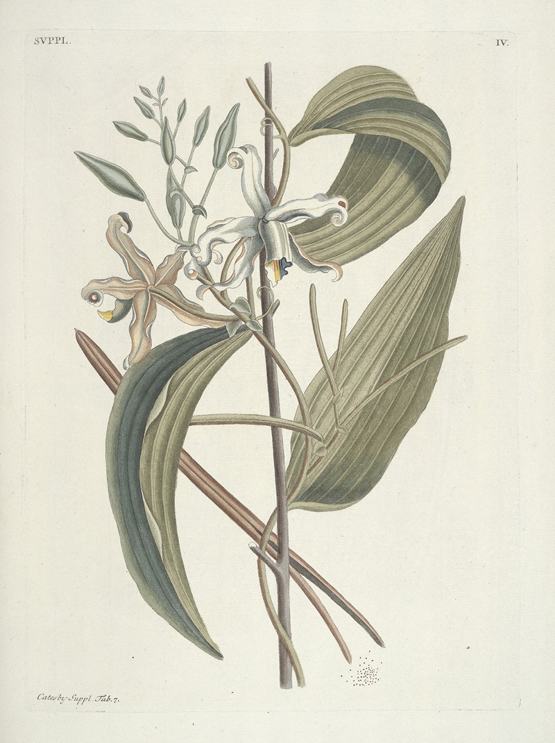 Mark Catesby - Piscium, serpentum, insectorum, aliorumque nonnullorum animalum nec non plantarum quarundam imagines Pl.104