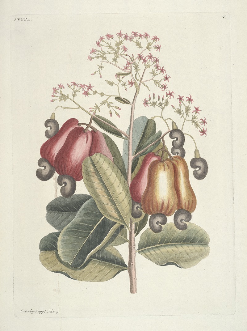 Mark Catesby - Piscium, serpentum, insectorum, aliorumque nonnullorum animalum nec non plantarum quarundam imagines Pl.105