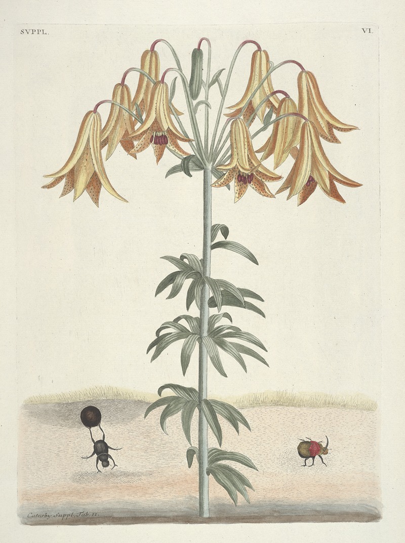 Mark Catesby - Piscium, serpentum, insectorum, aliorumque nonnullorum animalum nec non plantarum quarundam imagines Pl.106