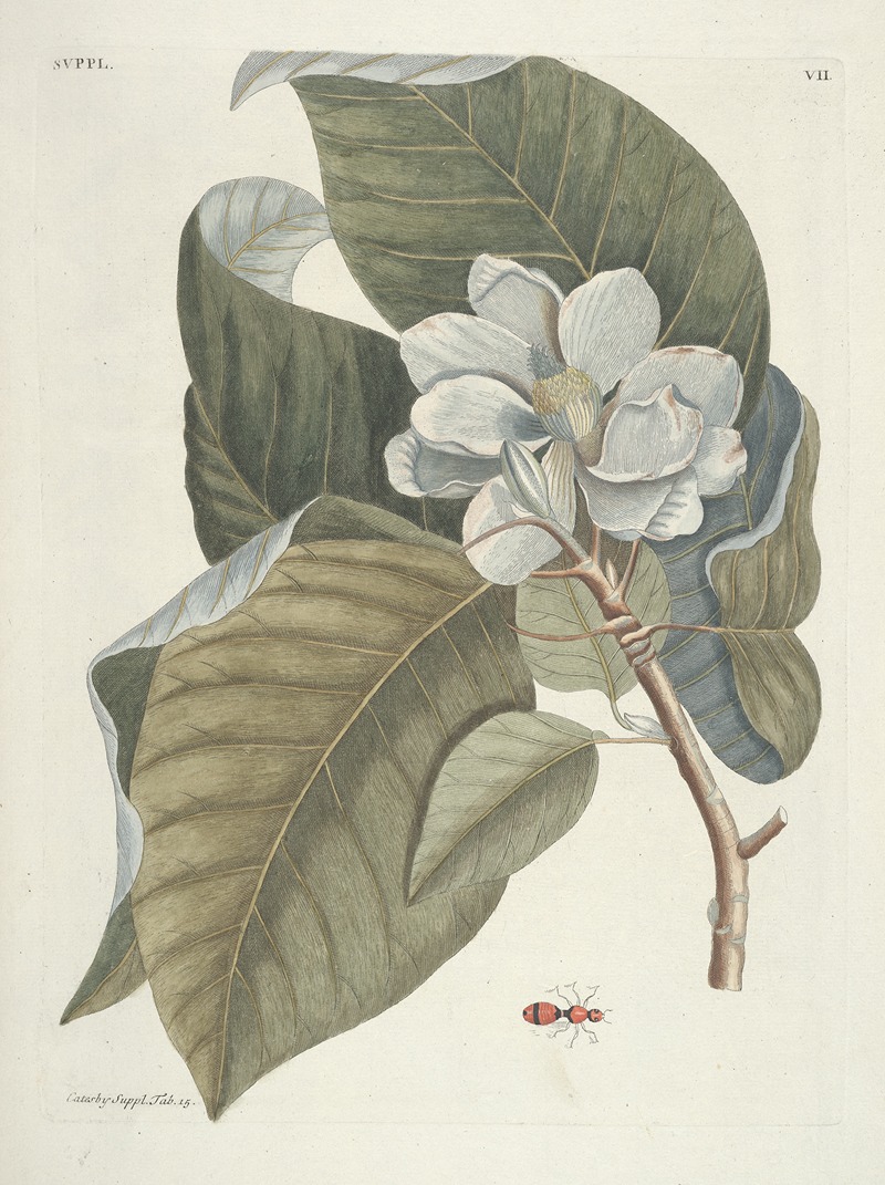 Mark Catesby - Piscium, serpentum, insectorum, aliorumque nonnullorum animalum nec non plantarum quarundam imagines Pl.107