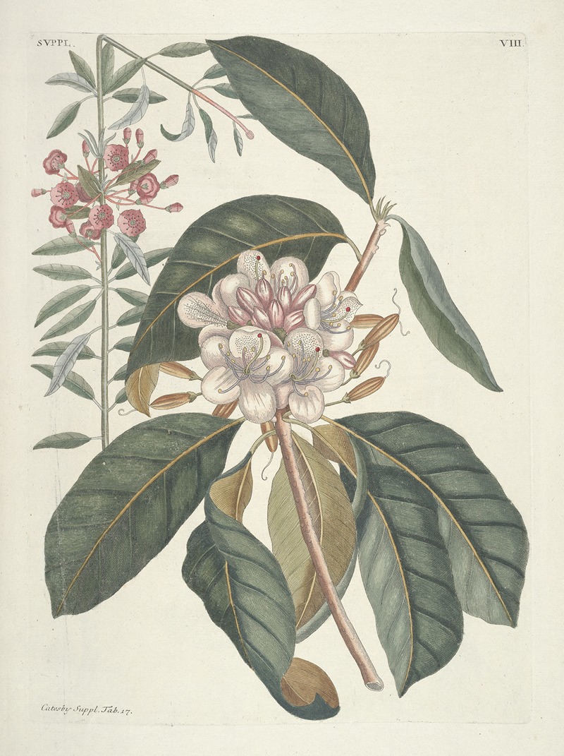 Mark Catesby - Piscium, serpentum, insectorum, aliorumque nonnullorum animalum nec non plantarum quarundam imagines Pl.108