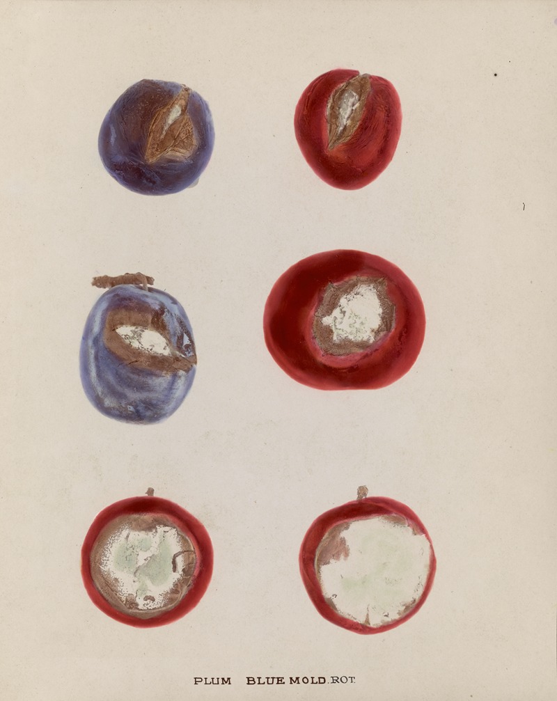 Plum Blue mold rot - Artvee