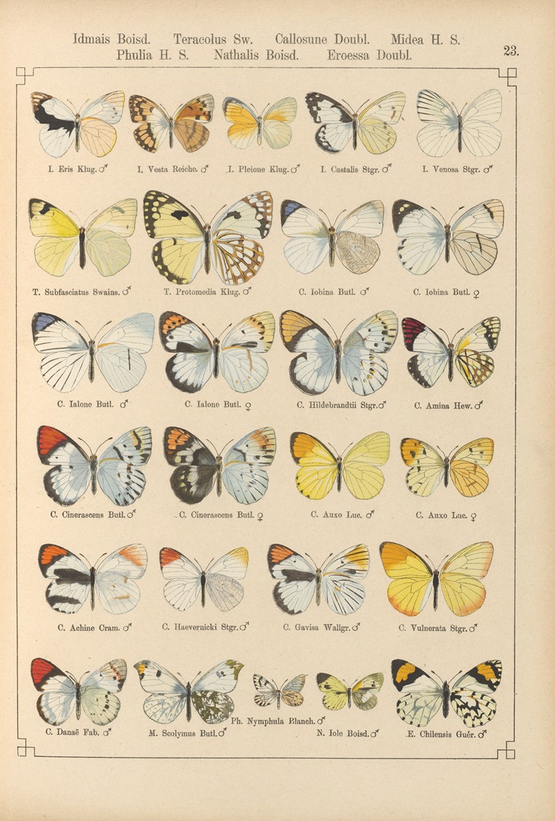 Otto Staudinger - Exotische schmetterlinge Pl.023