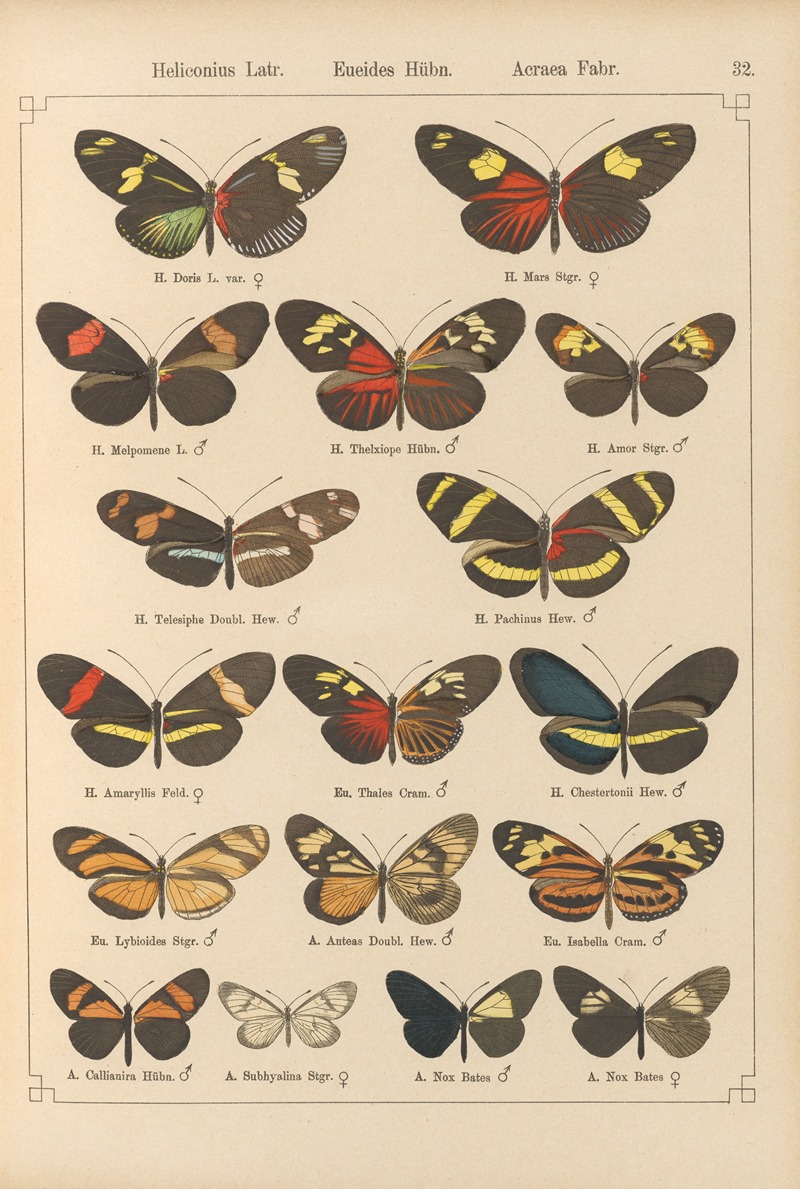 Otto Staudinger - Exotische schmetterlinge Pl.032