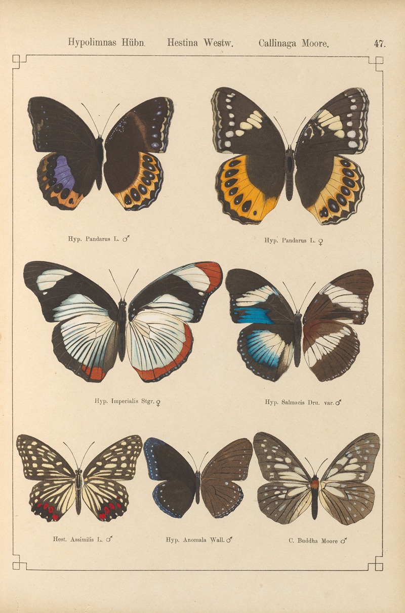 Otto Staudinger - Exotische schmetterlinge Pl.047