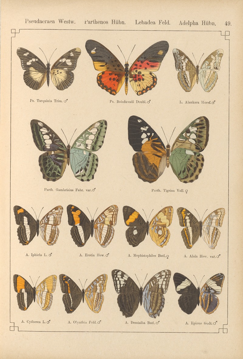 Exotische schmetterlinge Pl.049 by Otto Staudinger - Artvee