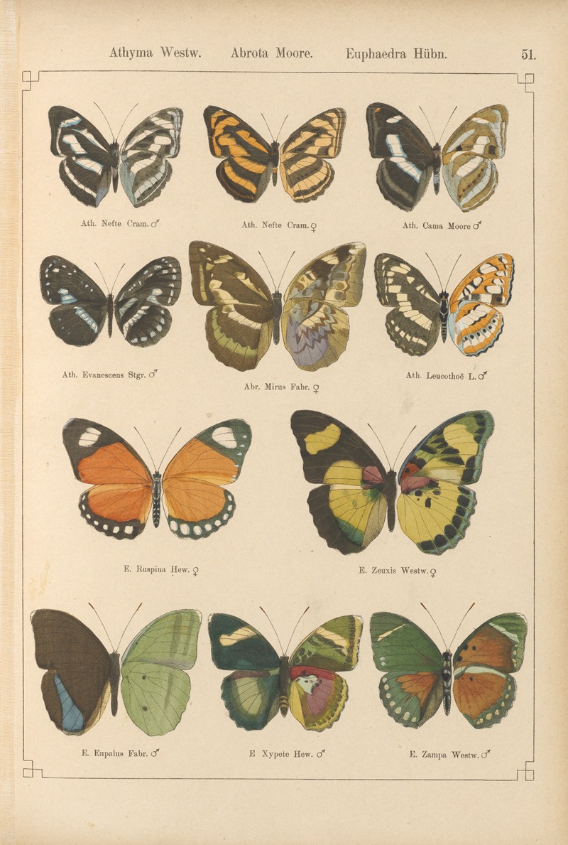 Exotische schmetterlinge Pl.051 by Otto Staudinger - Artvee