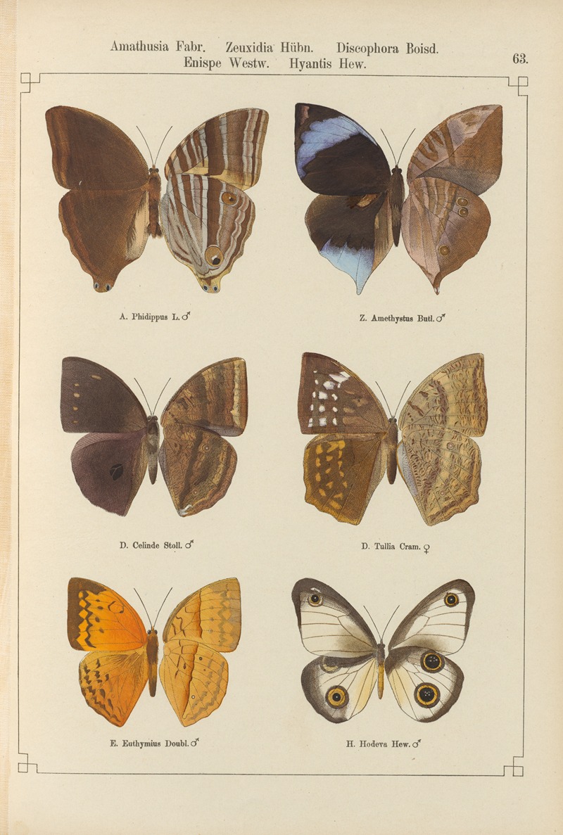 Otto Staudinger - Exotische schmetterlinge Pl.063