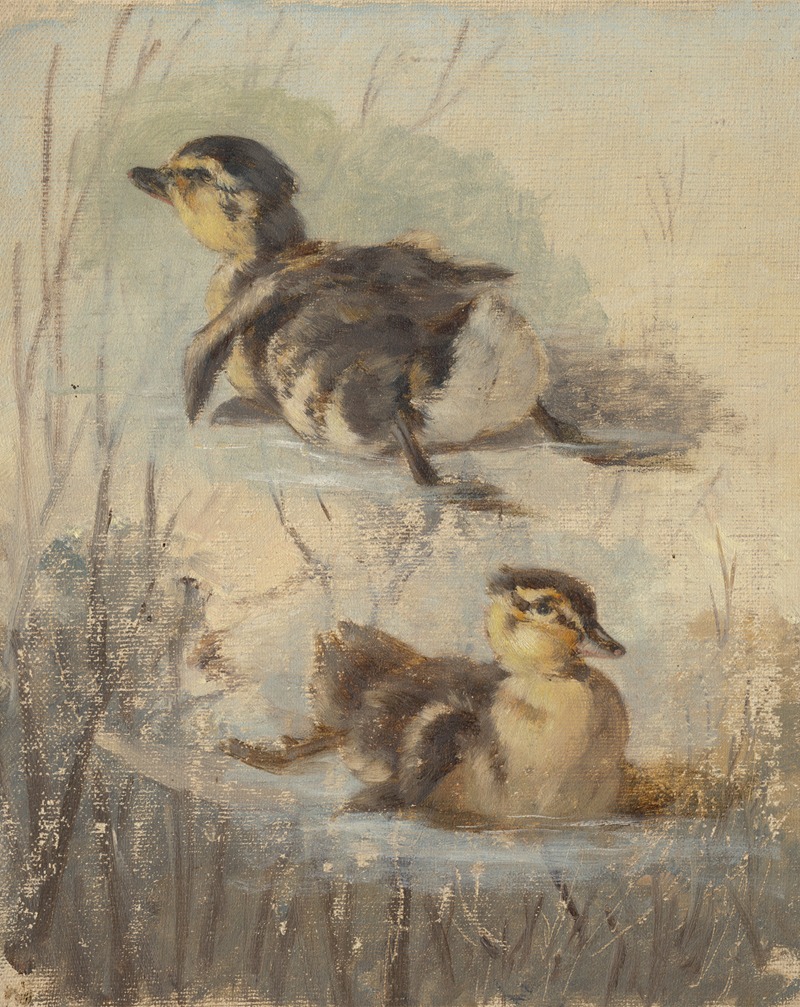 Friedrich Carl von Scheidlin - Study of Ducks on the Water II.