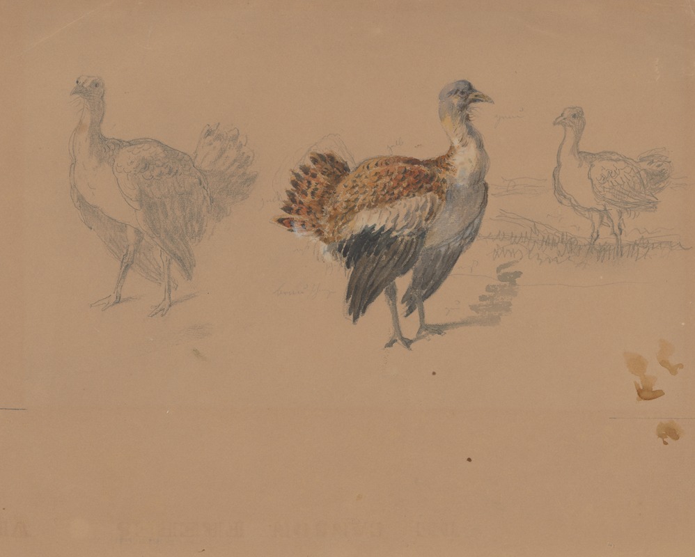 Friedrich Carl von Scheidlin - Study of Turkeys