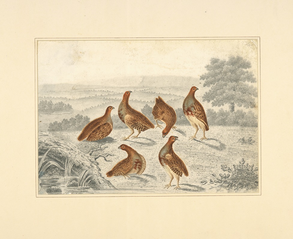 Henry Thomas Alken - Partridges in a field