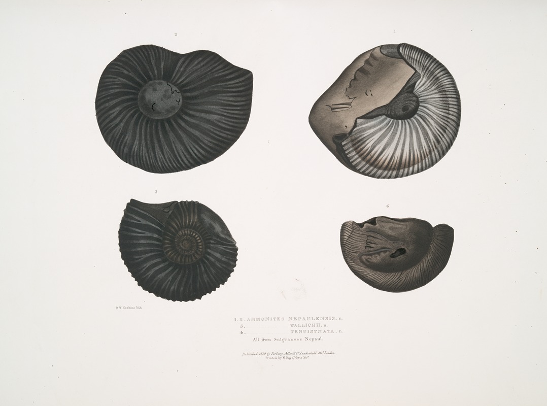 John Edward Gray - 1, 2. Ammonites Nepaulensis; 3. Ammonites Wallichii; 4. Ammonites tenuistnata