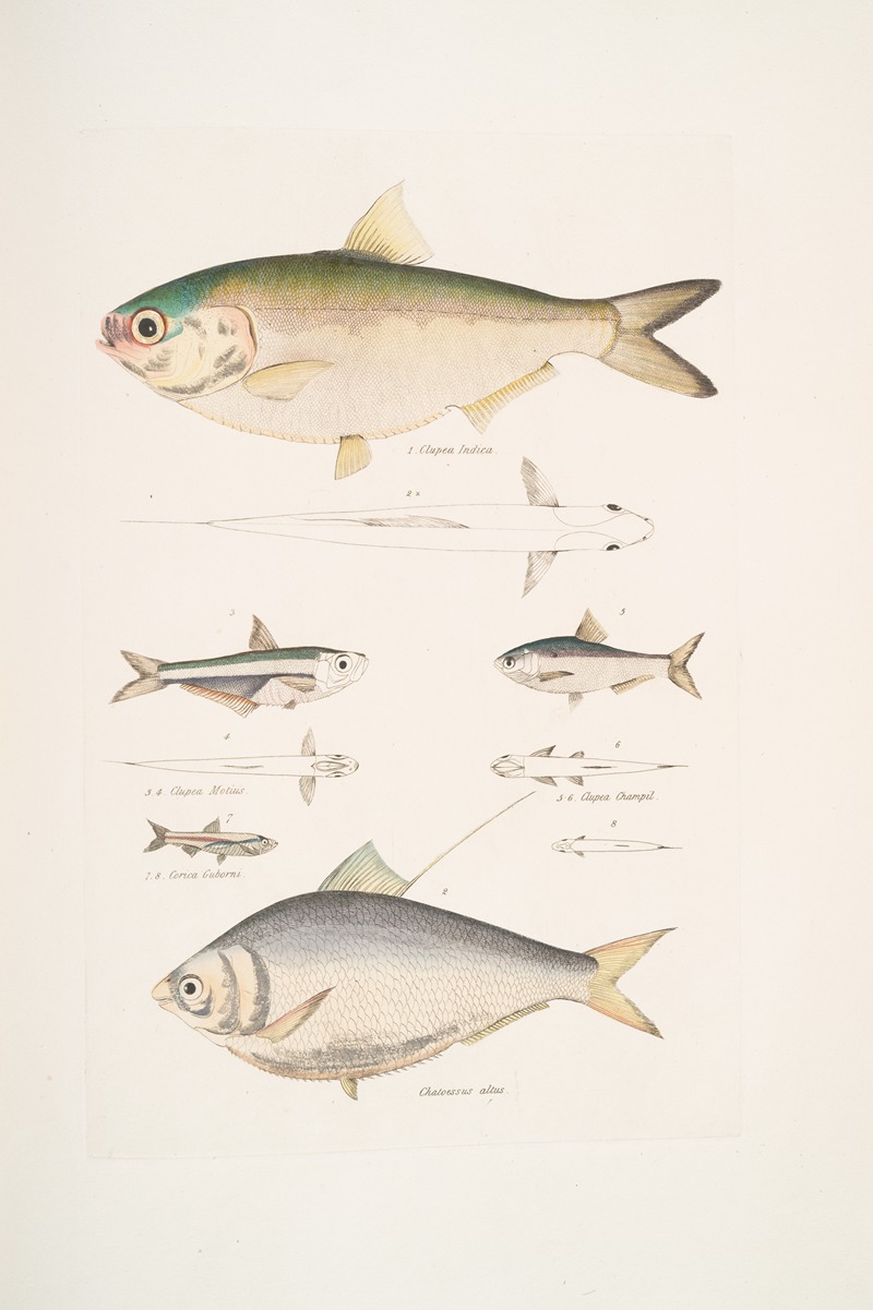 John Edward Gray - 1, 2. Indian Herring, Clupea Indica; 2. High Backed Bristle Herring, Chatoessus altus; 3, 4. Motius Herring, Clupea Motius