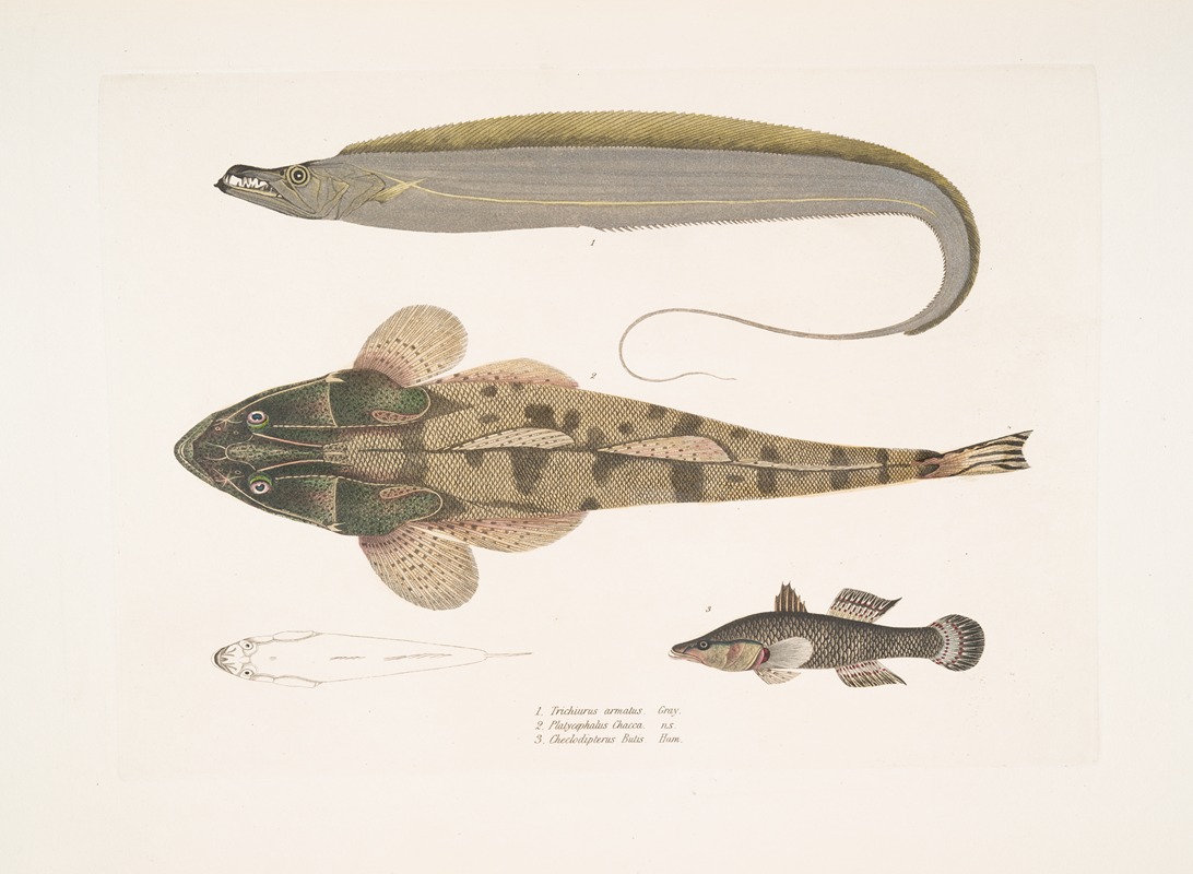 John Edward Gray - 1. Armed Hair-tail, Trichiurus armatus; 2. Chacca Flathead, Platycephalus Chacca; 3. Indian Cheilodipterus, Checlodipterus Batis.