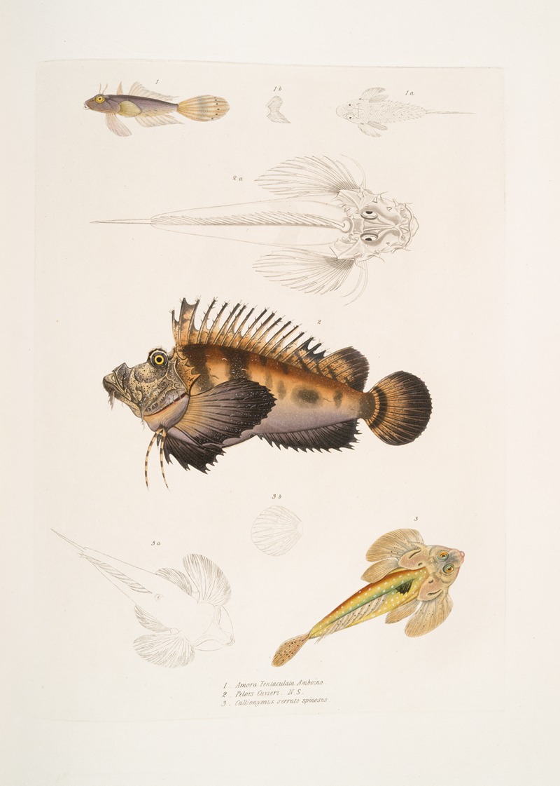 John Edward Gray - 1. Bearded Anaora, Amora tentaculata amboina; 2. Cuvier’s Pelors, Pelors Cuvieri; 3. Forked Spined Dragonette, Callionymus serrato spinosus.
