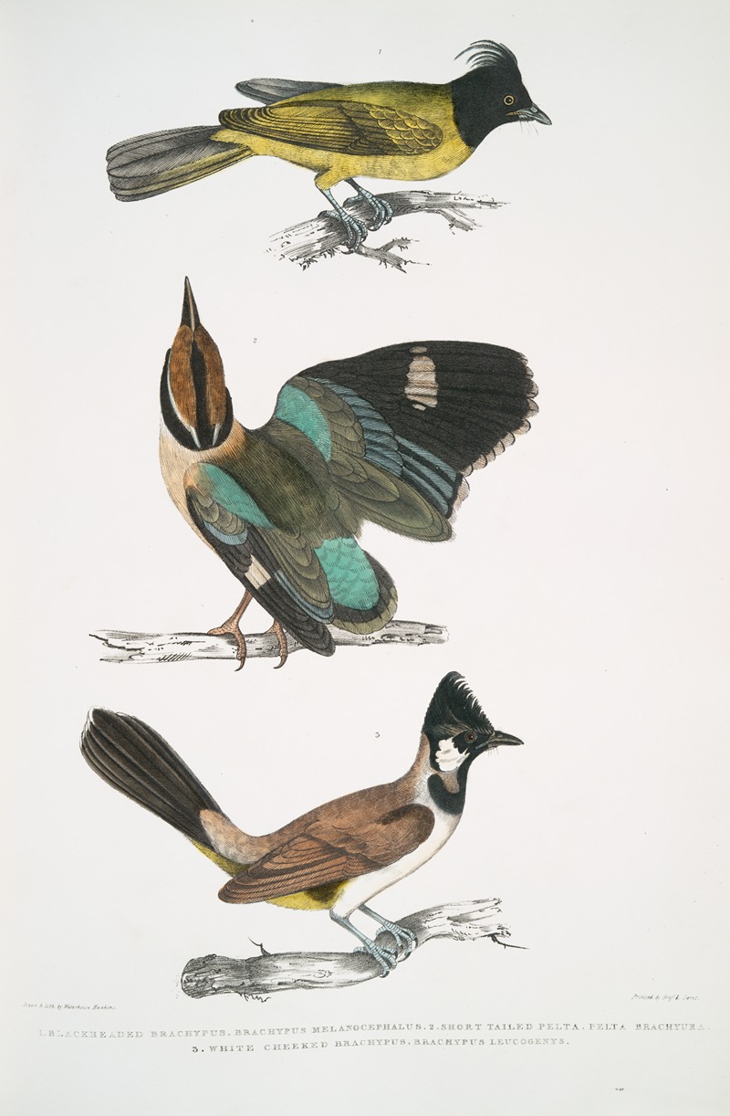 John Edward Gray - 1. Black-headed Brachypus, Brachypus melanocephalus; 2. Short Tailed Pelta [Pitta], Pelta [Pitta] brachyura
