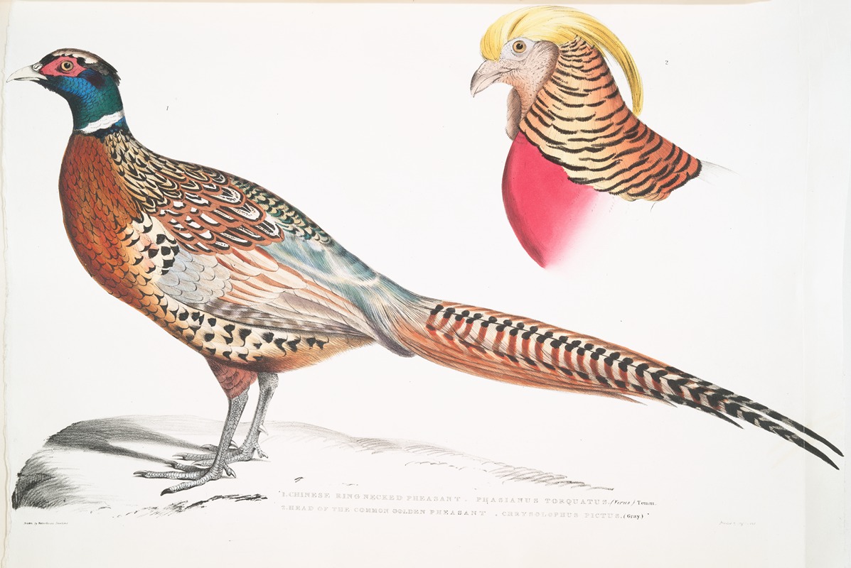 John Edward Gray - 1. Chinese Ring Necked Pheasant, Phasianus torquatus; 2. Head of the Common Golden Pheasant, Chrysolophus pictus.