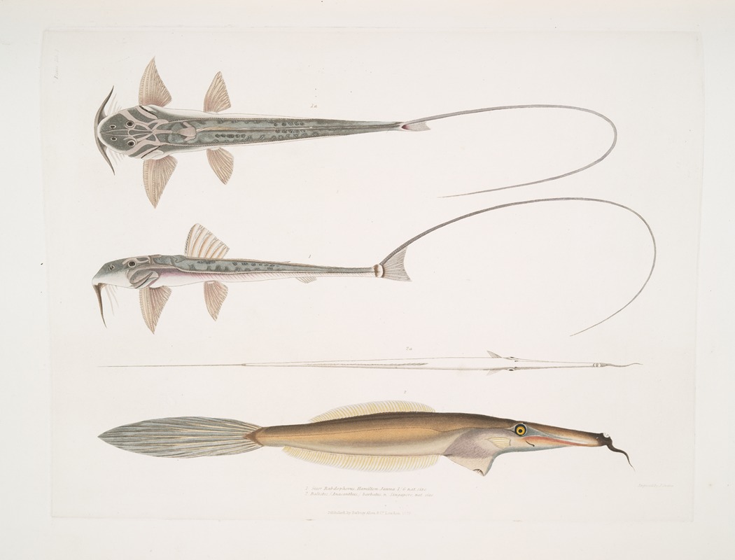 John Edward Gray - 1. Coach Whip Sisor. Sisor Rabdophorus. Janma ; 2. Bearded File Fish, Balistes (Anacanthus) barbatus
