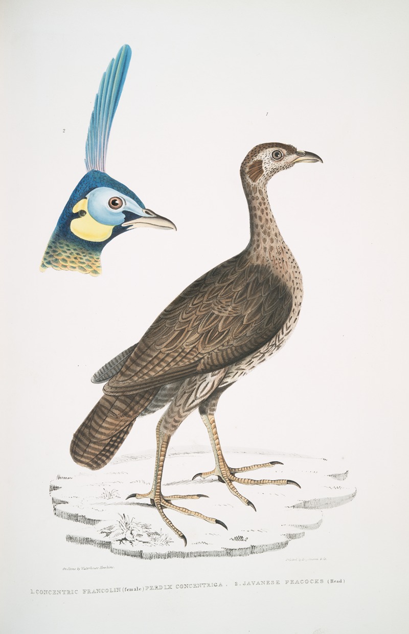 John Edward Gray - 1. Concentric Francolin (female), Perdix concentrica; 2. Javan Peacock, Pavo muticus. (Head)