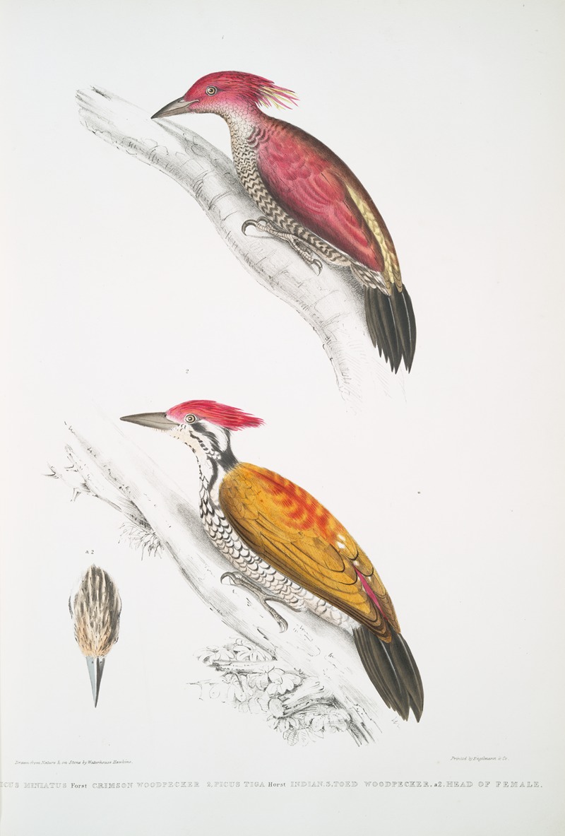 John Edward Gray - 1. Crimson Woodpecker, Picus mineatus; 2. Indian three-toed Woodpecker, Picus Tiga; 3. A head of Female.