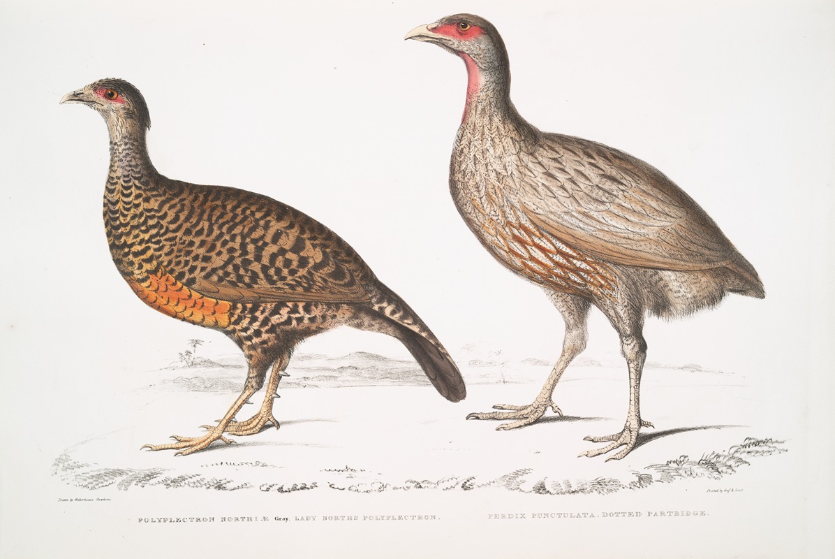 John Edward Gray - 1. Lady North’s Polplectron, Pectrophora (Polyplectron) Northiæ; 2. Dotted Partridge, Perdix punctulata.