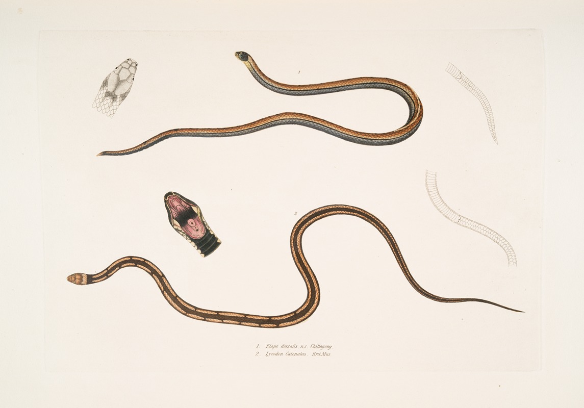 John Edward Gray - 1. Lined backed Elaps, Elaps dorsalis; 2. Chain Spotted Lycodon, Lycodon catenatus.