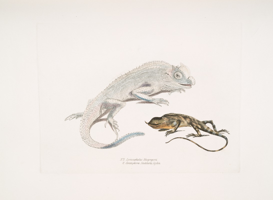 John Edward Gray - 1. Macgregor’s Lyre Headed Lizard, Lyriocephalus Macgregorii; 2. Stoddart’s Unicorn Lizard, Ceratophora Stoddartii. Ceylon.