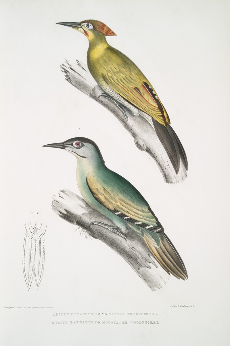 John Edward Gray - 1. Nepaul Woodpecker, Picus Nepaulensis; 2. Moustache Woodpecker, Picus barbatus.