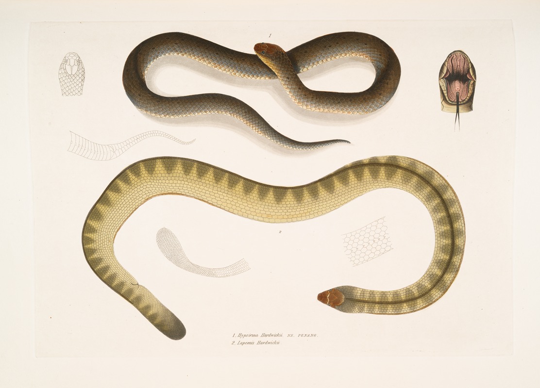 John Edward Gray - 1. Penang Hypserina, Hypserina Hardwickii; 2. Hardwicke’s Short Sea Snake, Lapemis Hardwickii.