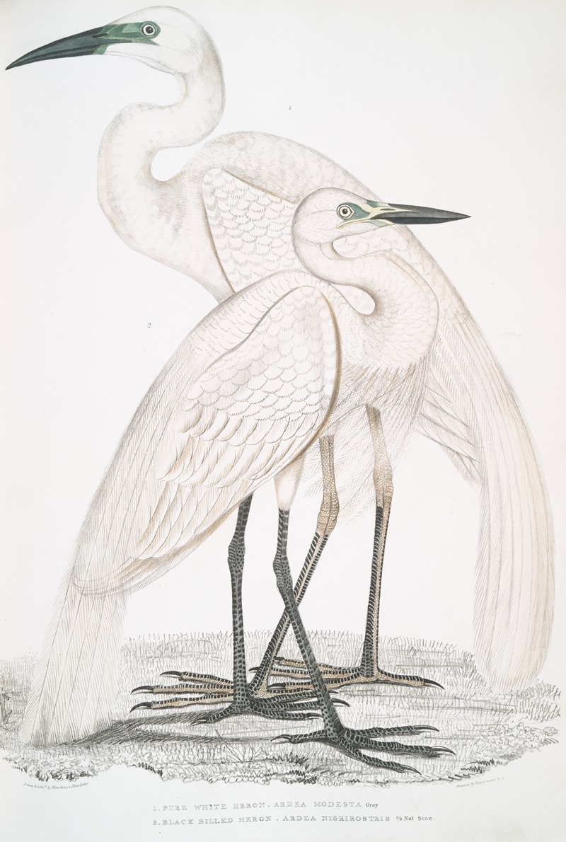 John Edward Gray - 1. Pure White Heron, Ardea modesta; 2. Black Billed Heron, Ardea nigrirostris.