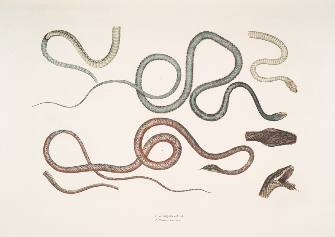 John Edward Gray - 1. Side Streaked Tree Snake, Dendrophis lateralis; 2. Reddish Dip[s]as, Dipsus [Dipsas] rubescens.