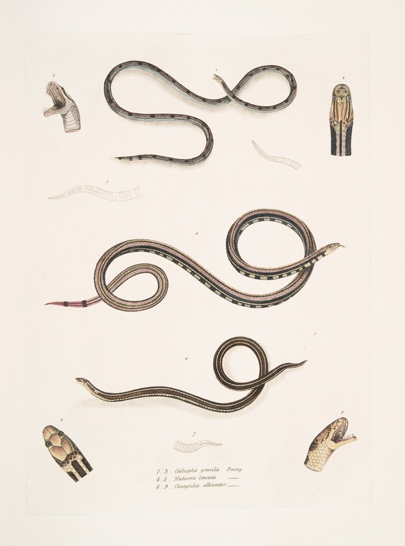 John Edward Gray - 1. Slender Calliophis, Calliophis gracilis; 2. Lined Maticora, Maticora lineata; 3. White Bellied Changulia, Changulia albiventer.